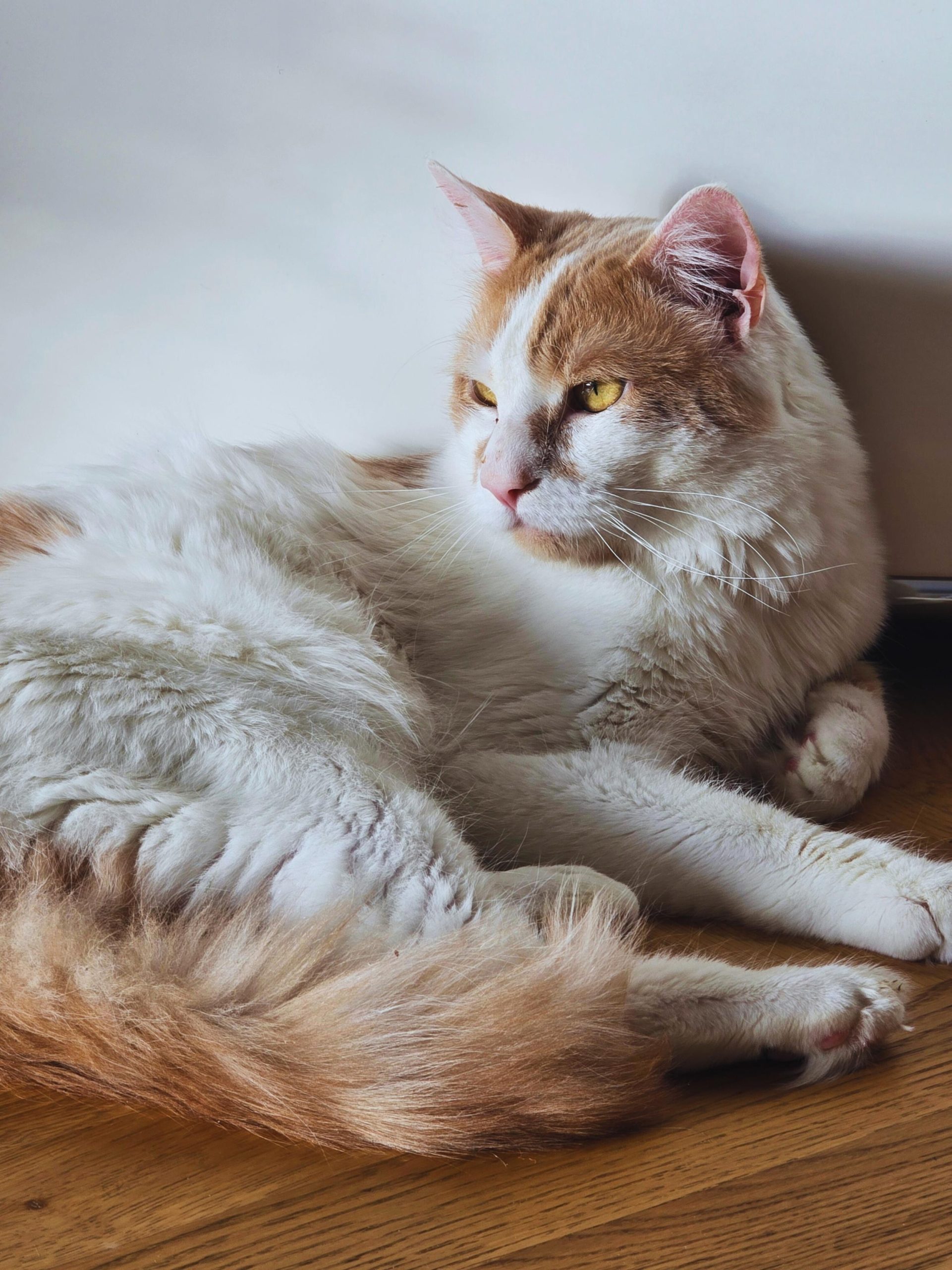 Cat - Alessandra Zurcher