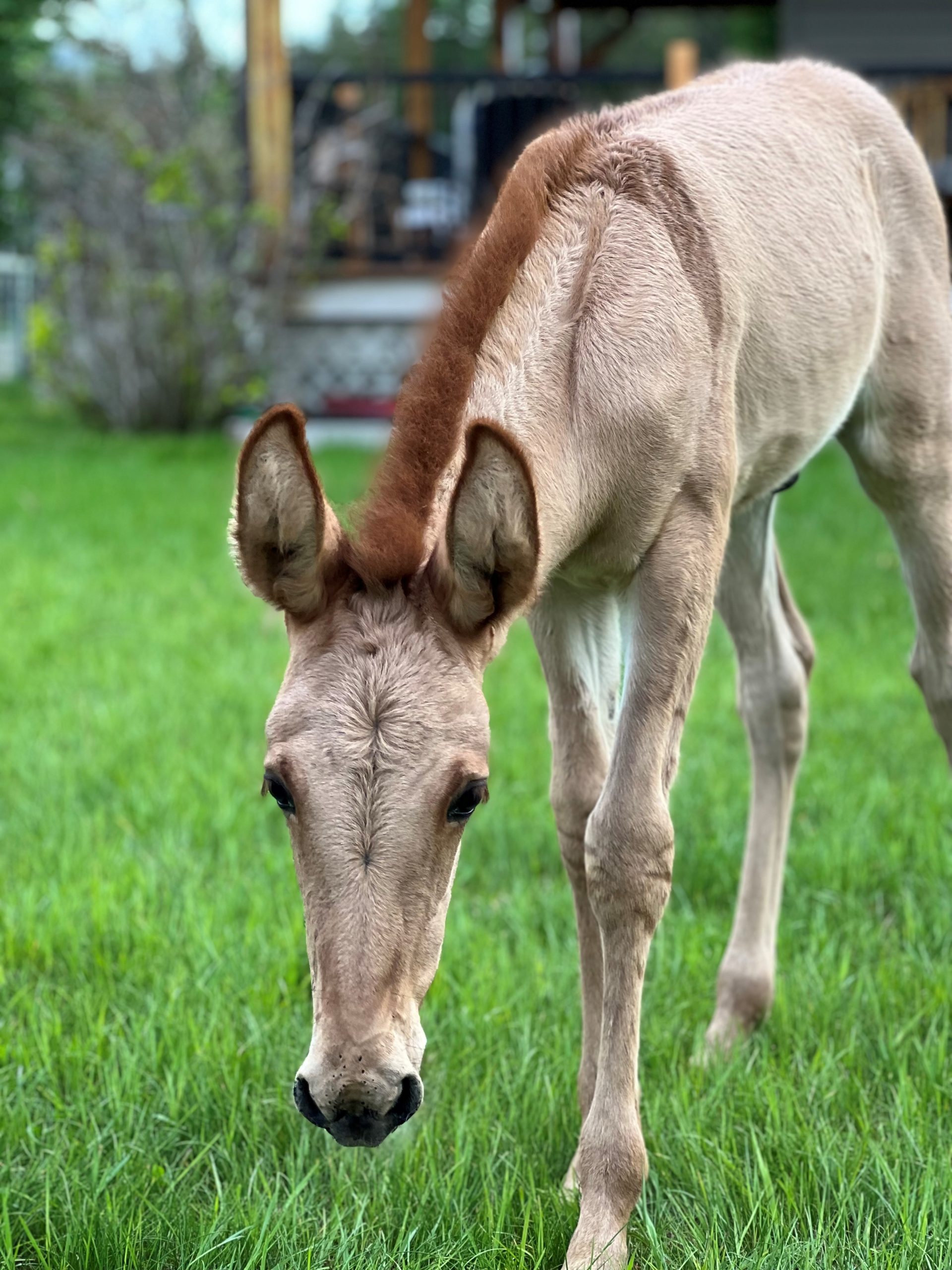 Equine - Niki Walkey 2