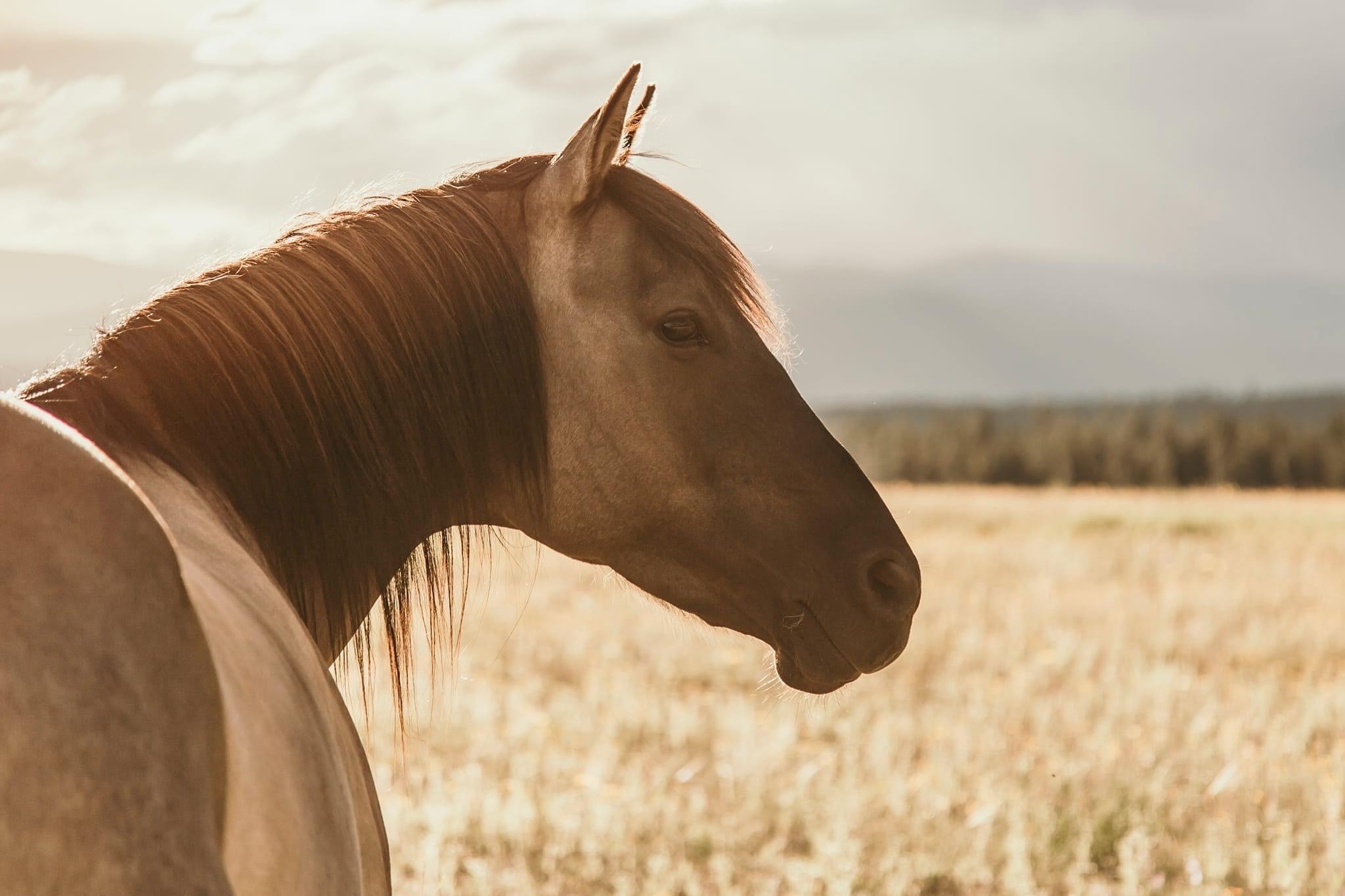Horse - Rebecca Blackwell 2