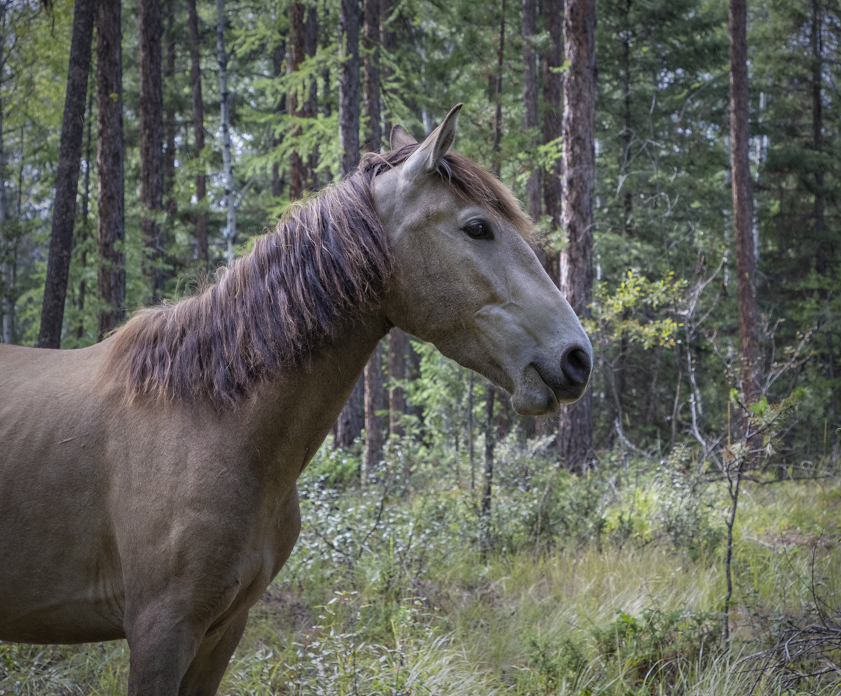 Horse-Joanna