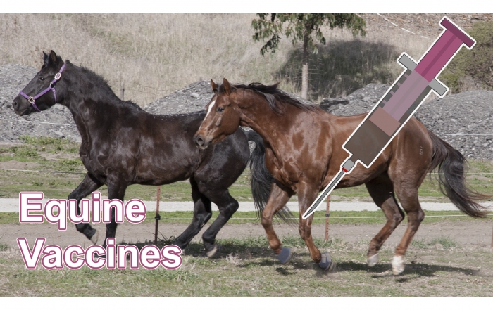 equine vaccines feature photox