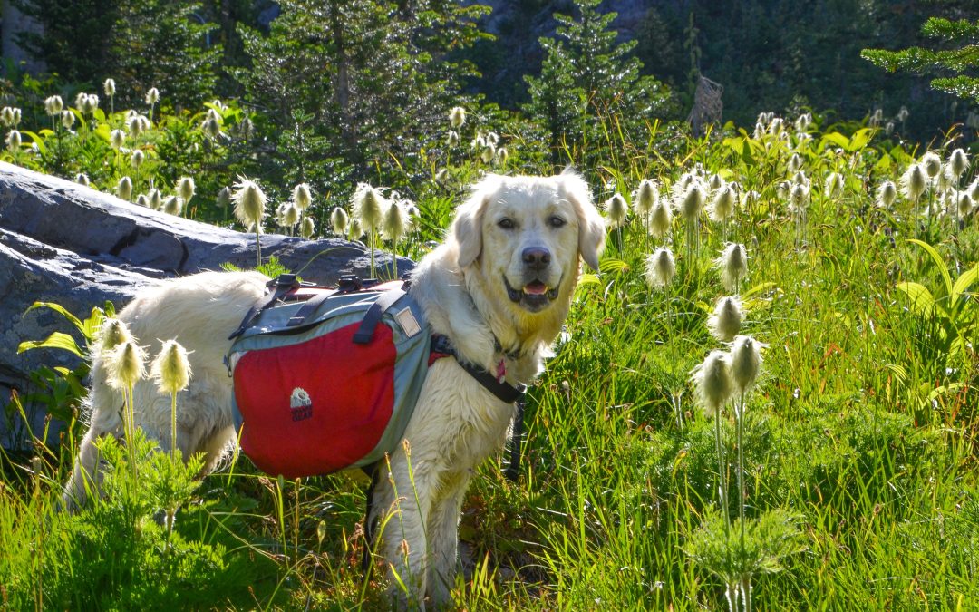 Beat the Heat: Understanding and Recognizing Heatstroke in Dogs ☀️