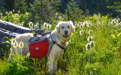 Beat the Heat: Understanding and Recognizing Heatstroke in Dogs ☀️