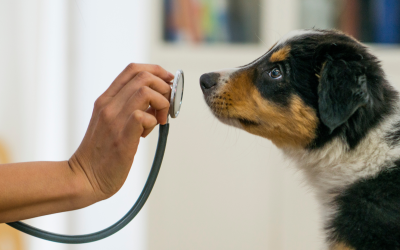 MythBusters: Vet Clinic Edition – Busting Pet Myths One Paw at a Time!