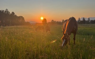 How Smoke Affects Our Pets: Protecting Cats, Dogs, and Horses