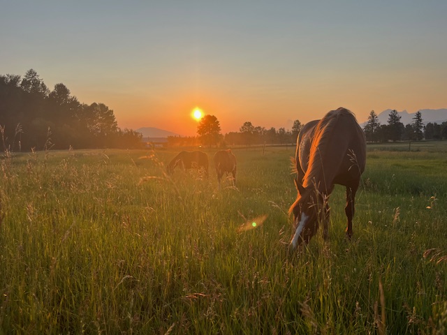 How Smoke Affects Our Pets: Protecting Cats, Dogs, and Horses