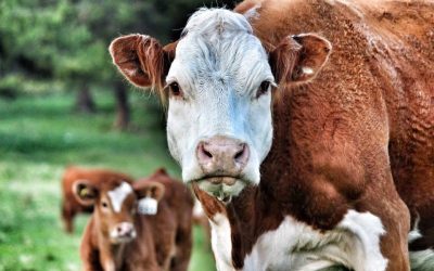 Bovine Baby Bumps