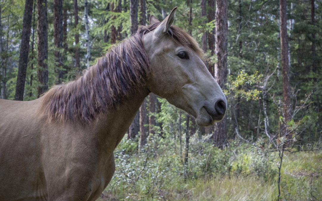 “A Pony in Trouble.” Understanding Colic: From Childhood Stories to Real-World Veterinary Care