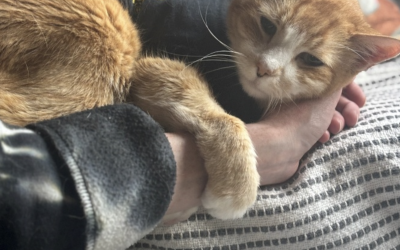 The Trials and Tribulations of Owning a Diabetic Cat 