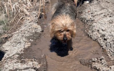 Leptospirosis & Your Pet: What You Need to Know