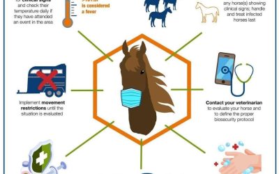 With the fast spread of the EHV- 1 and EVH – 4 here is what horse owners need to know!