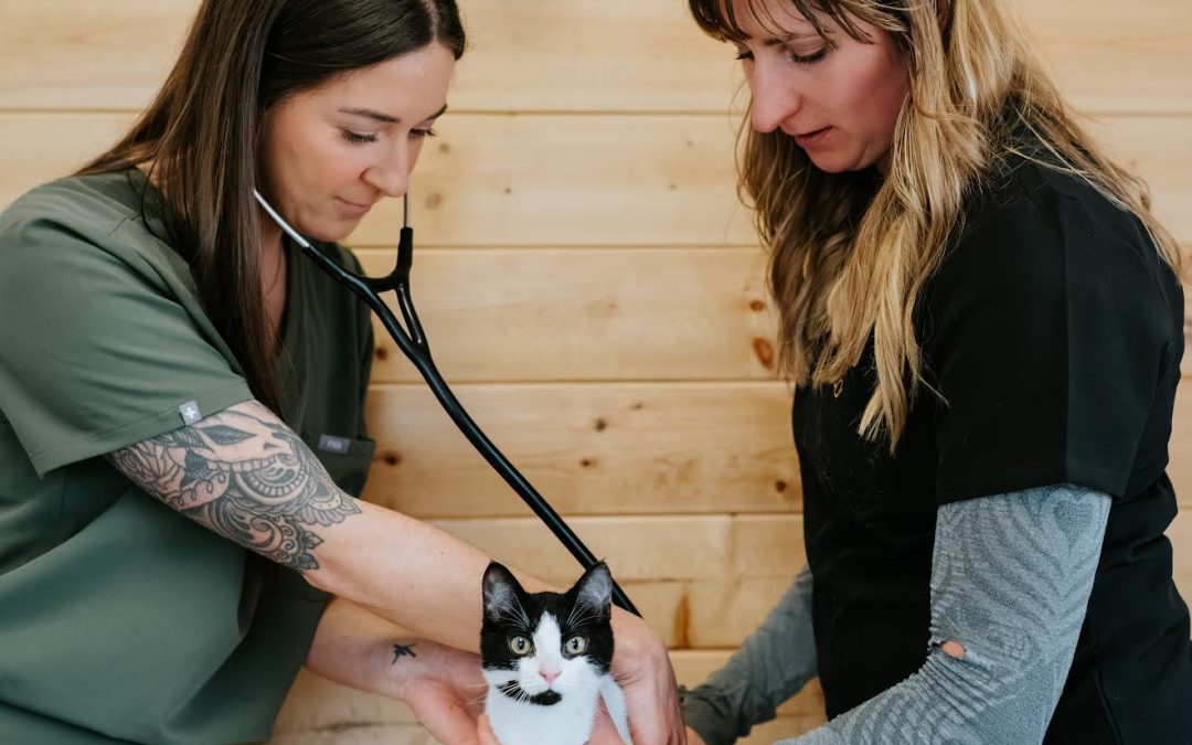 Fear Free – Meds are Your Friend