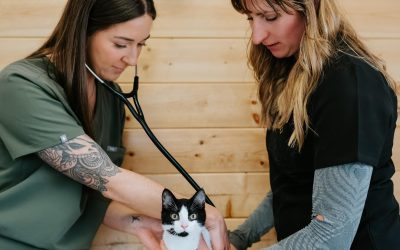 Fear Free – Meds are Your Friend