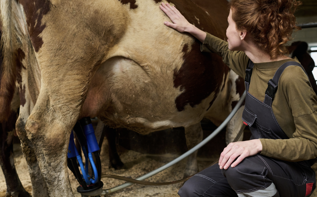 Milk Fever in Cows | Symptoms, Treatment & Prevention for Your Herd