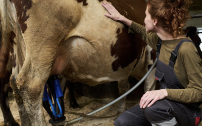 Milk Fever in Cows | Symptoms, Treatment & Prevention for Your Herd