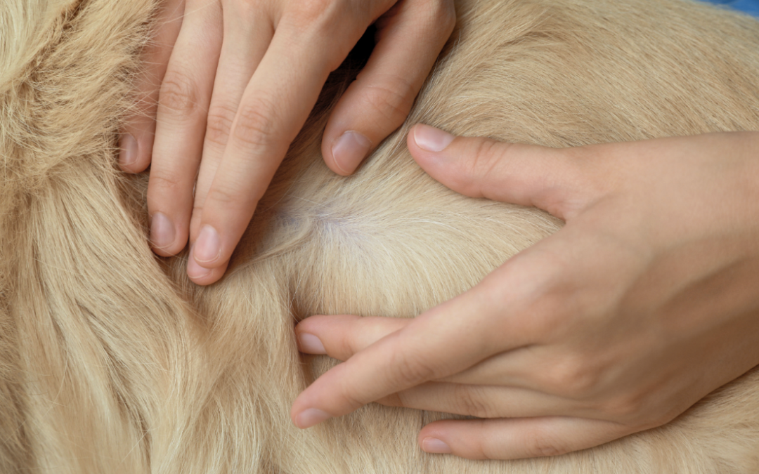 Ticks on Dogs | The Ultimate Guide to Symptoms, Treatment, and Prevention in the Kootenays