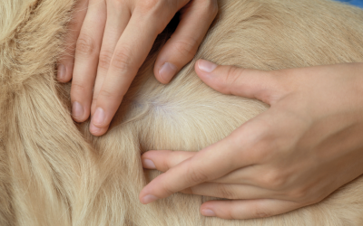 Ticks on Dogs | The Ultimate Guide to Symptoms, Treatment, and Prevention in the Kootenays