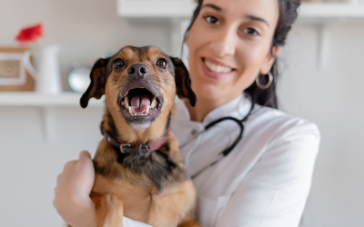 How to Prepare You and Your Pet for a Stress-Free Vet Visit