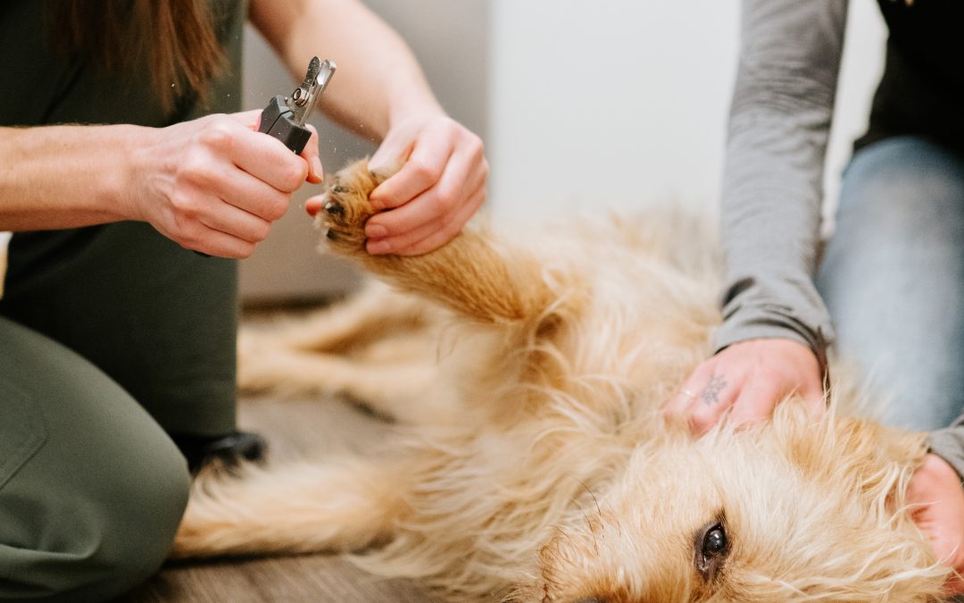 How to Prepare You and Your Pet for a Stress-Free Vet Visit