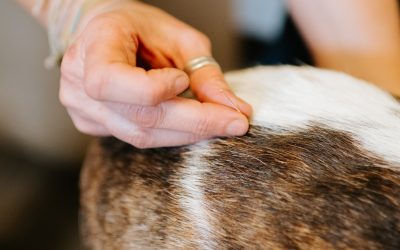 ACUPUNCTURE in the Veterinary World