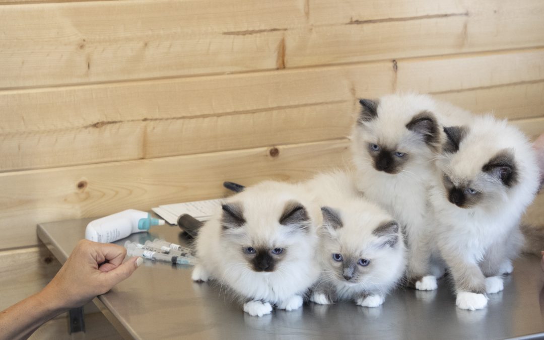 Puppy & Kitten 101: Surviving (and Loving) the First Year at Tanglefoot