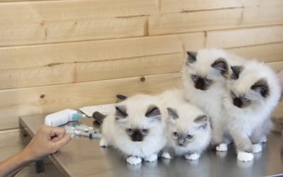 Puppy & Kitten 101: Surviving (and Loving) the First Year at Tanglefoot